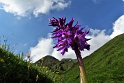 95 Orchide mascula (Orchis mascula) visitata da un'ape